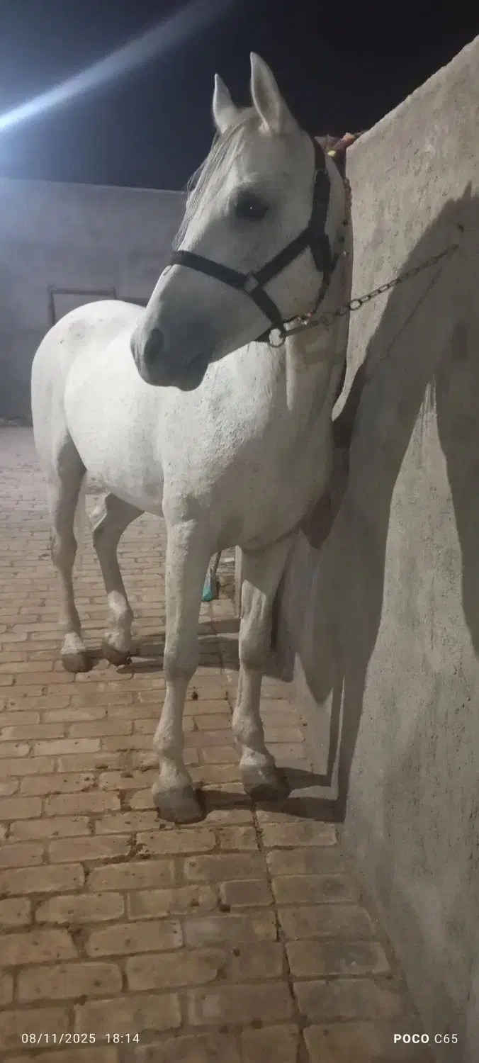 اسب|اسب و تجهیزات اسبسواری|اردکان, |دیوار