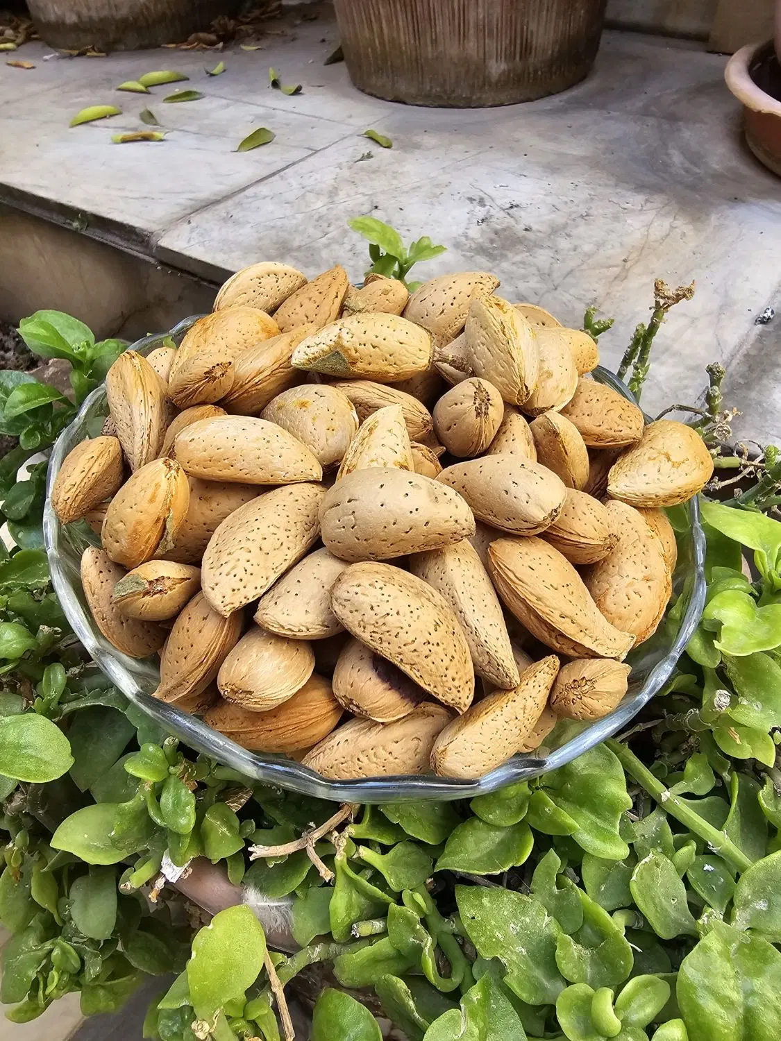 بادام شاهرودی دونه درشت درجه یک|خوردنی و آشامیدنی|تهران, سلسبیل شمالی|دیوار