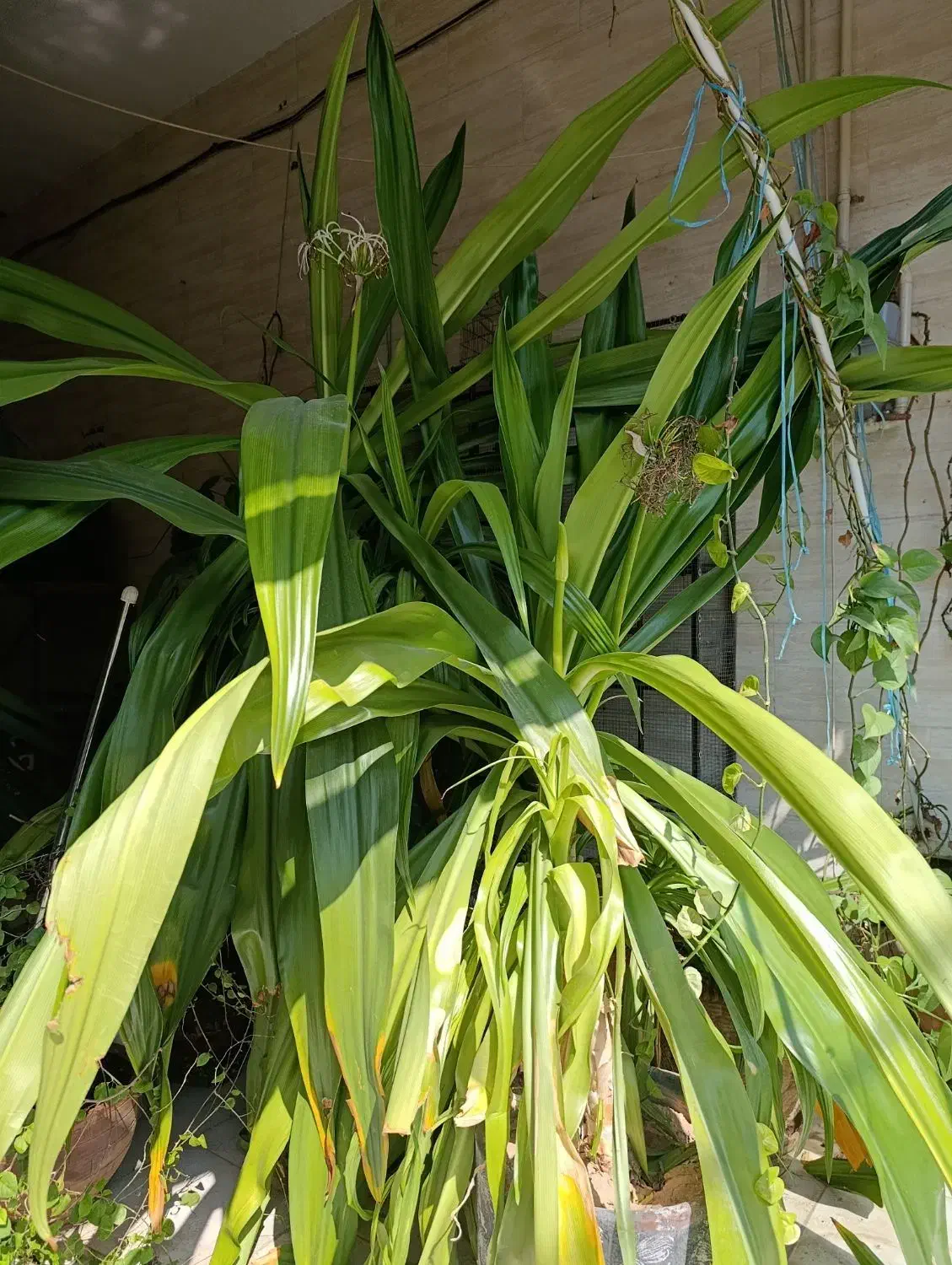 گل ذرتی|گل و گیاه طبیعی|شیراز, جوادیه|دیوار