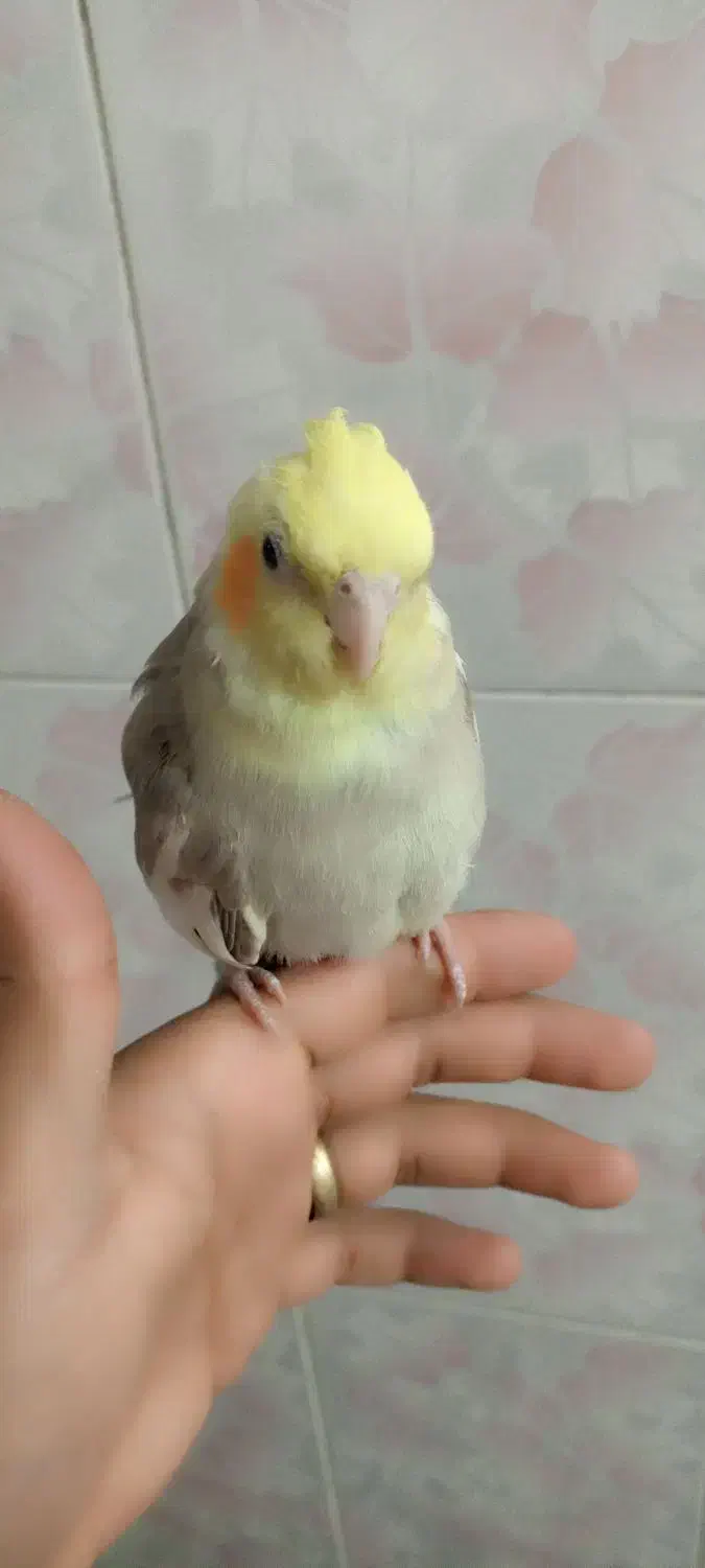 عروس هلندی دستی و سخنگو|پرنده|برخوار, |دیوار