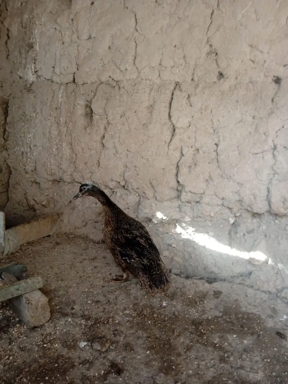 یک عدد اوردک طبیعی|حیوانات مزرعه|مشگین شهر, |دیوار