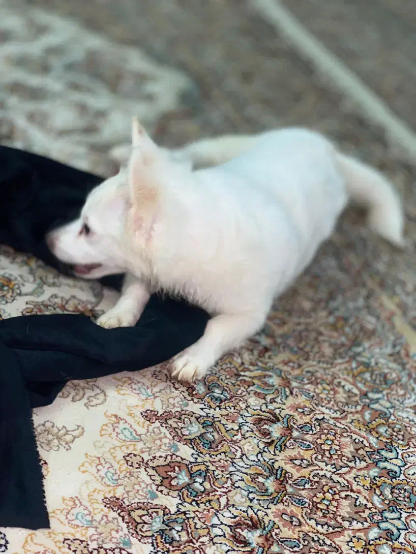 اشپیتز فوری|سگ|بهارستان, |دیوار