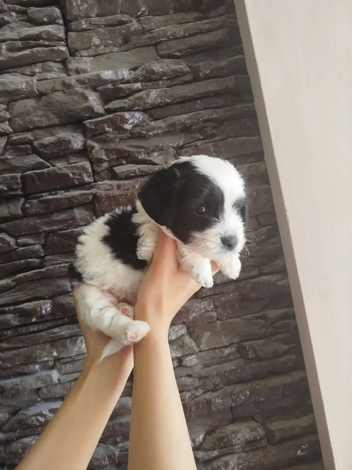 توله تریر دو ماهه سیاه وسفید|سگ|شاهینشهر, عطار|دیوار