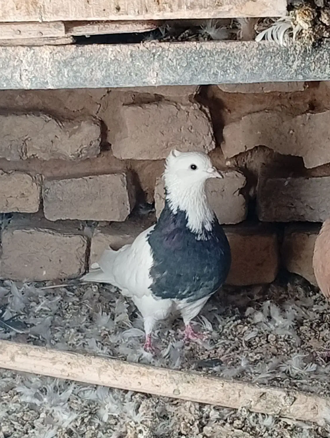 کفتر|پرنده|تایباد, |دیوار