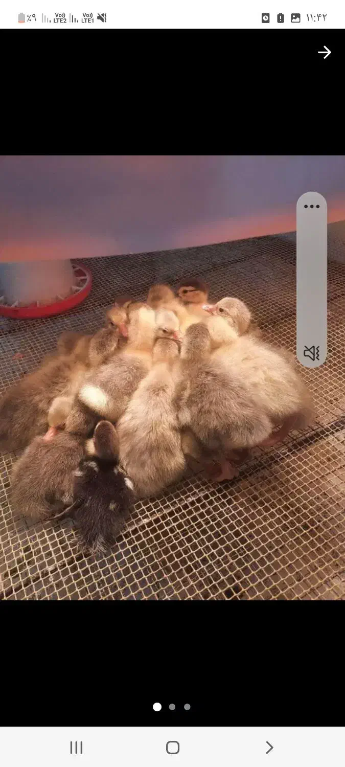 جوجه غاز سرحال|حیوانات مزرعه|قائم‌شهر, |دیوار