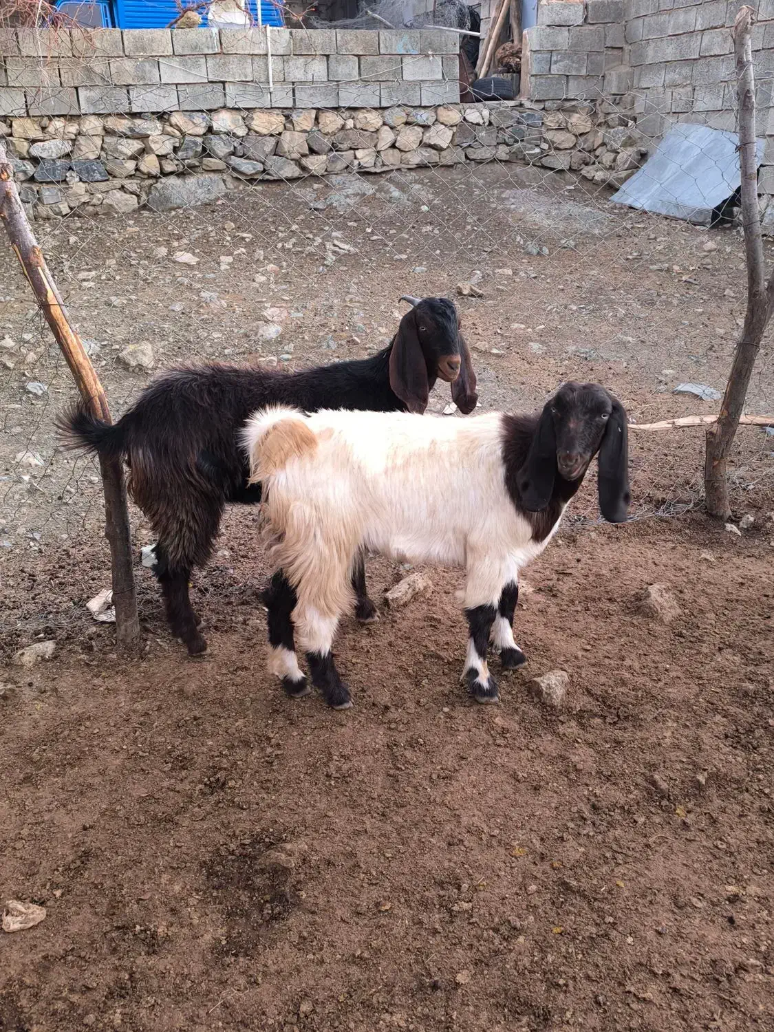 بز و بزغاله اصیل|حیوانات مزرعه|کرمانشاه, |دیوار