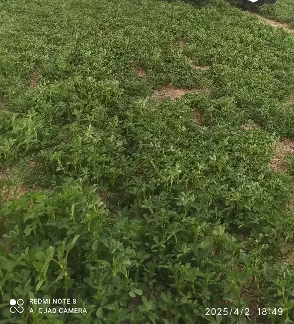 فروشی بذر تخم یونجه|گل و گیاه طبیعی|خنداب, |دیوار