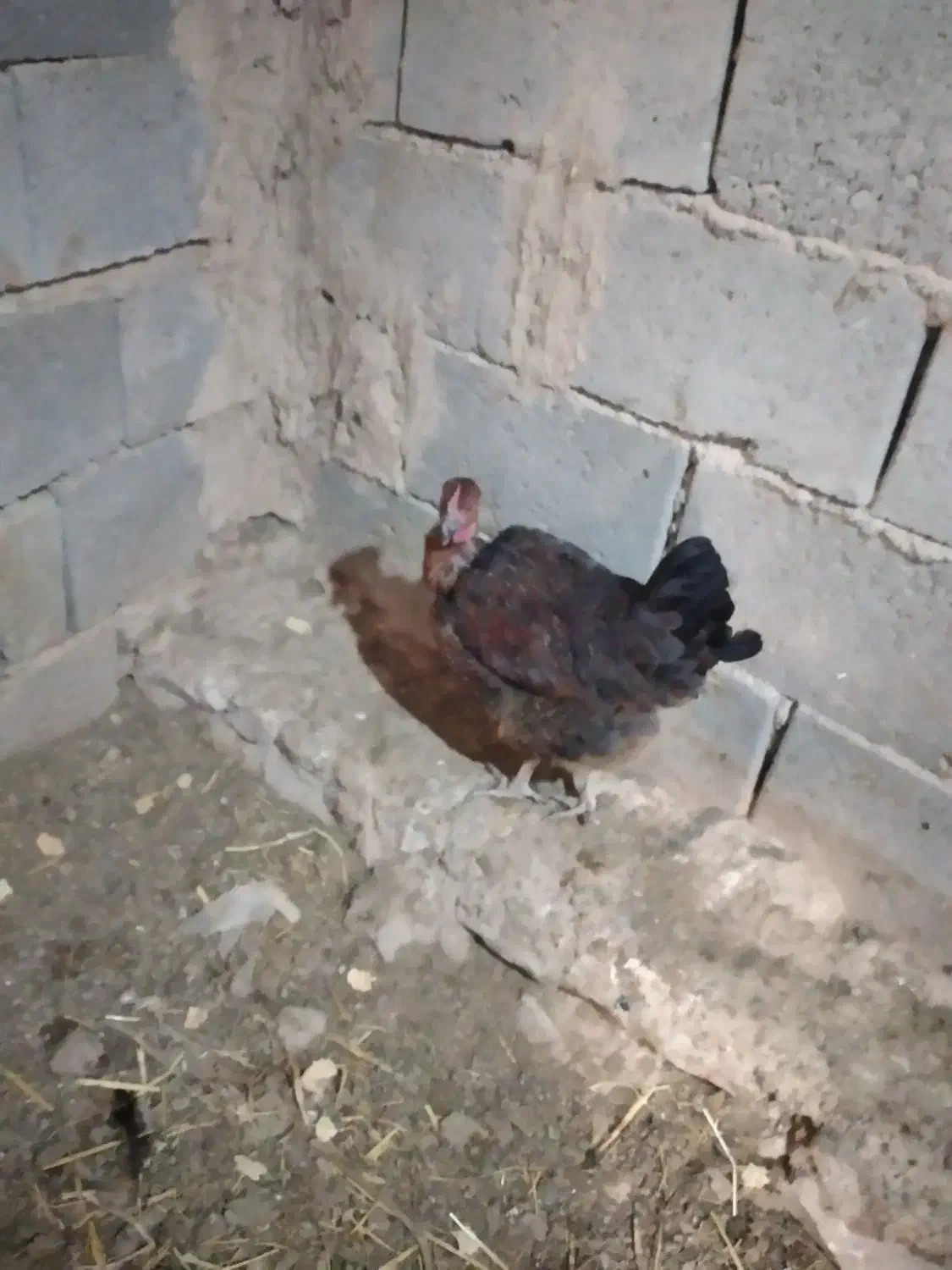 مرغ بومی گردن لخت|حیوانات مزرعه|رودشت (اصفهان), |دیوار