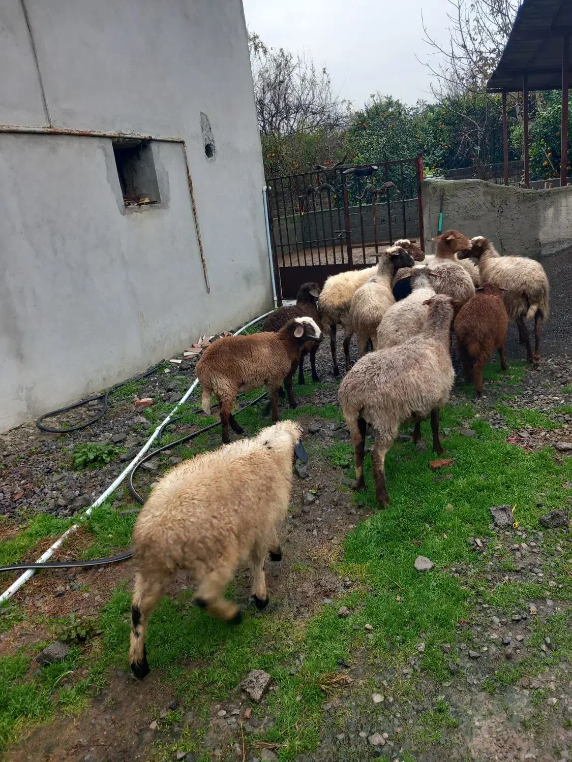 عرضه ۶ راس گوسفند همراه با بره|حیوانات مزرعه|گتاب, |دیوار