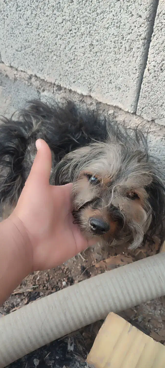 پیدا شده|حیوانات|شیراز, داریون|دیوار