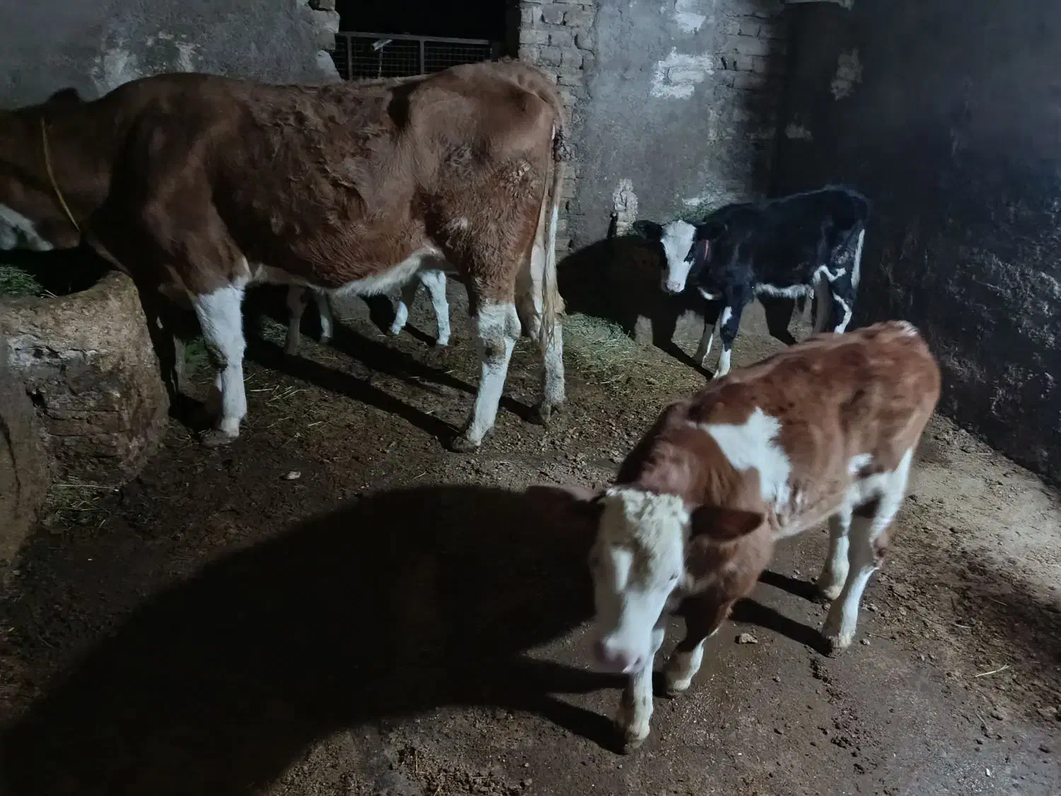 دو عدد گوساله نر با یک گاو سمنتال|حیوانات مزرعه|قیدار, |دیوار