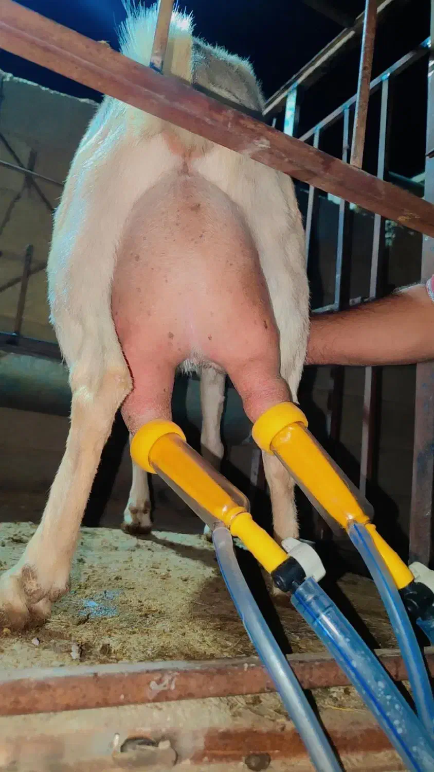 فروش فوری تعداد محدود بز سانن پرتولید|حیوانات مزرعه|بانش, |دیوار