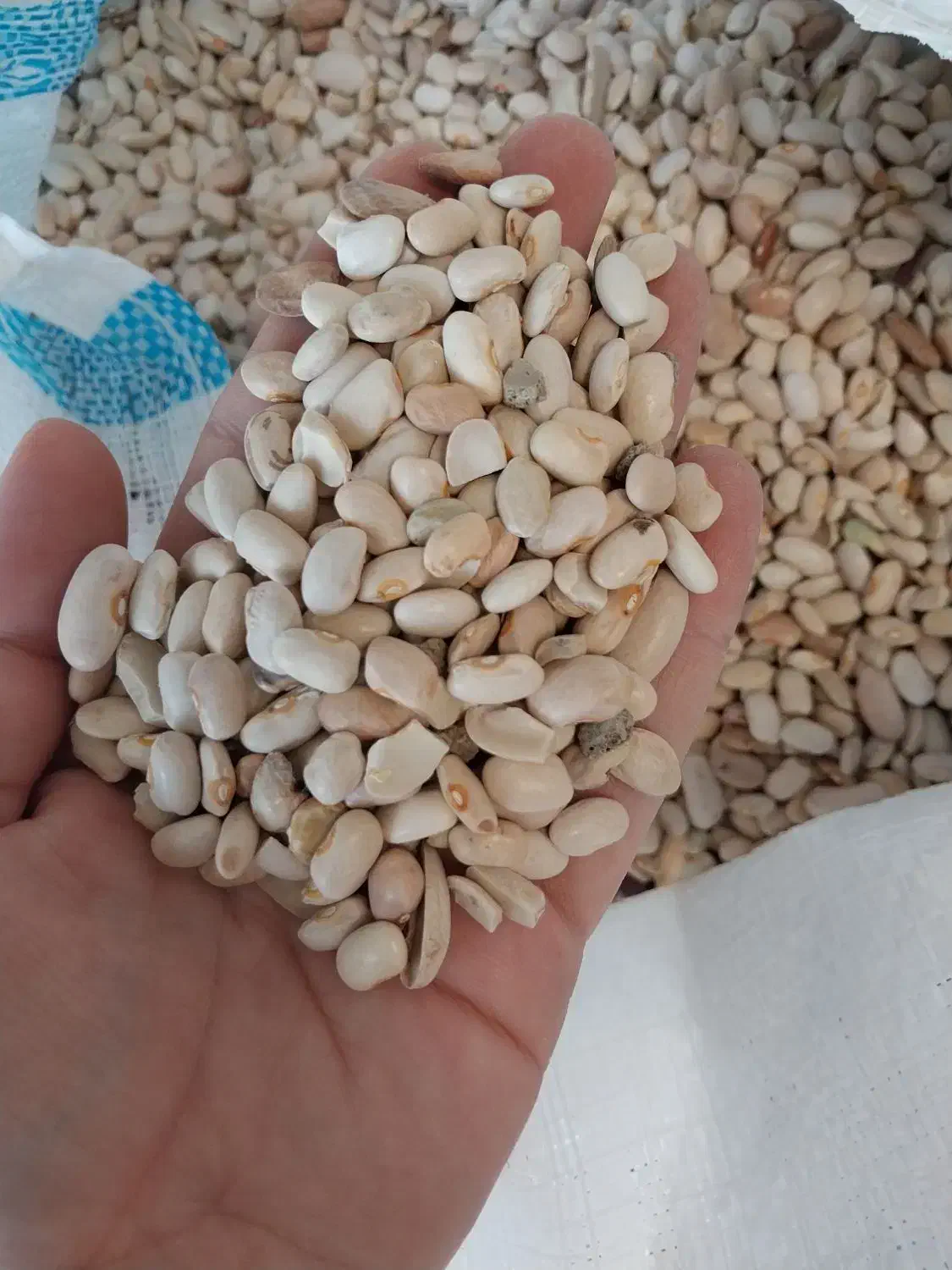 لوبیاچیتی|خوردنی و آشامیدنی|شیراز, شریف‌آباد|دیوار