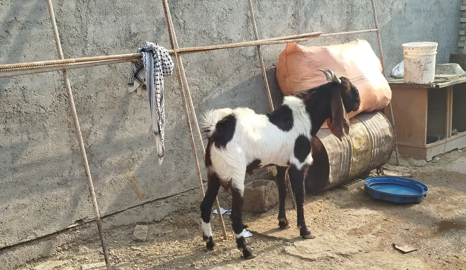 بز نر در شادگان|حیوانات مزرعه|شادگان, |دیوار