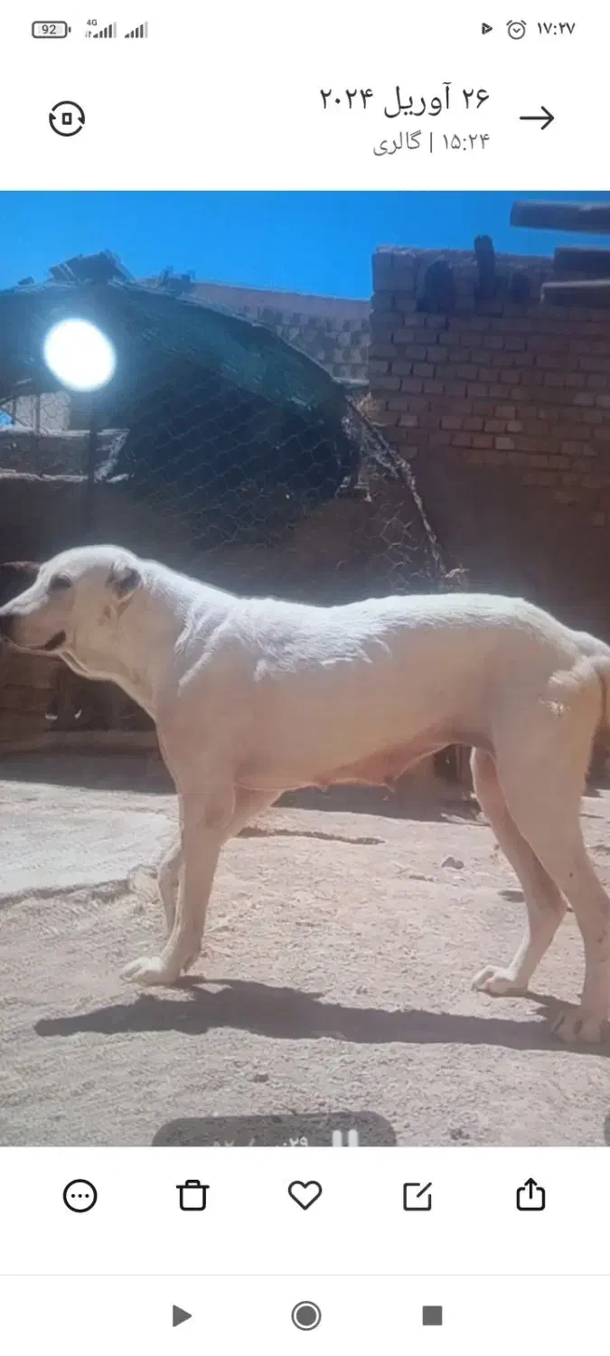 توله سگ|سگ|نیشابور, مازول|دیوار