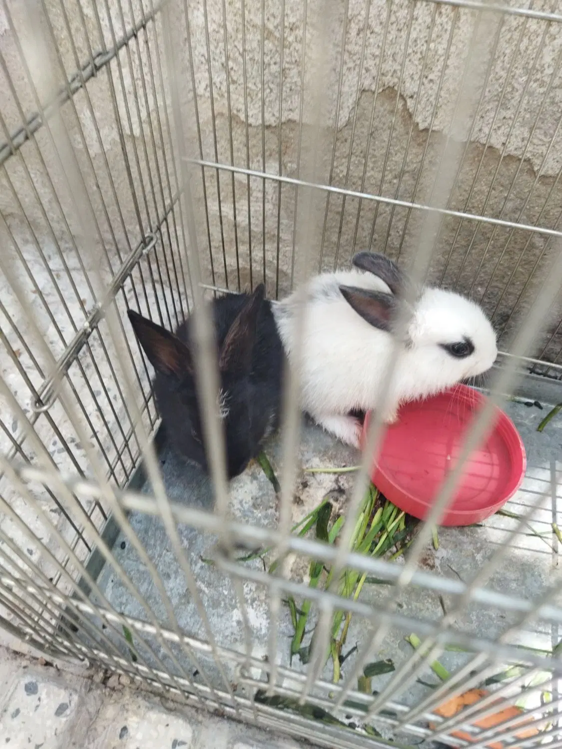 خرگوش|موش و خرگوش|کامیاران, |دیوار