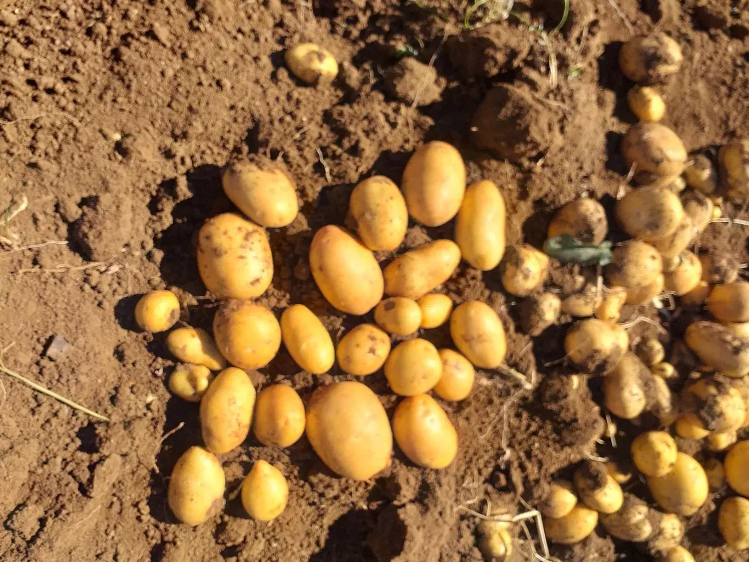 سیب زمینی ارگانیک (بدون‌کود)|خوردنی و آشامیدنی|دیواندره, |دیوار