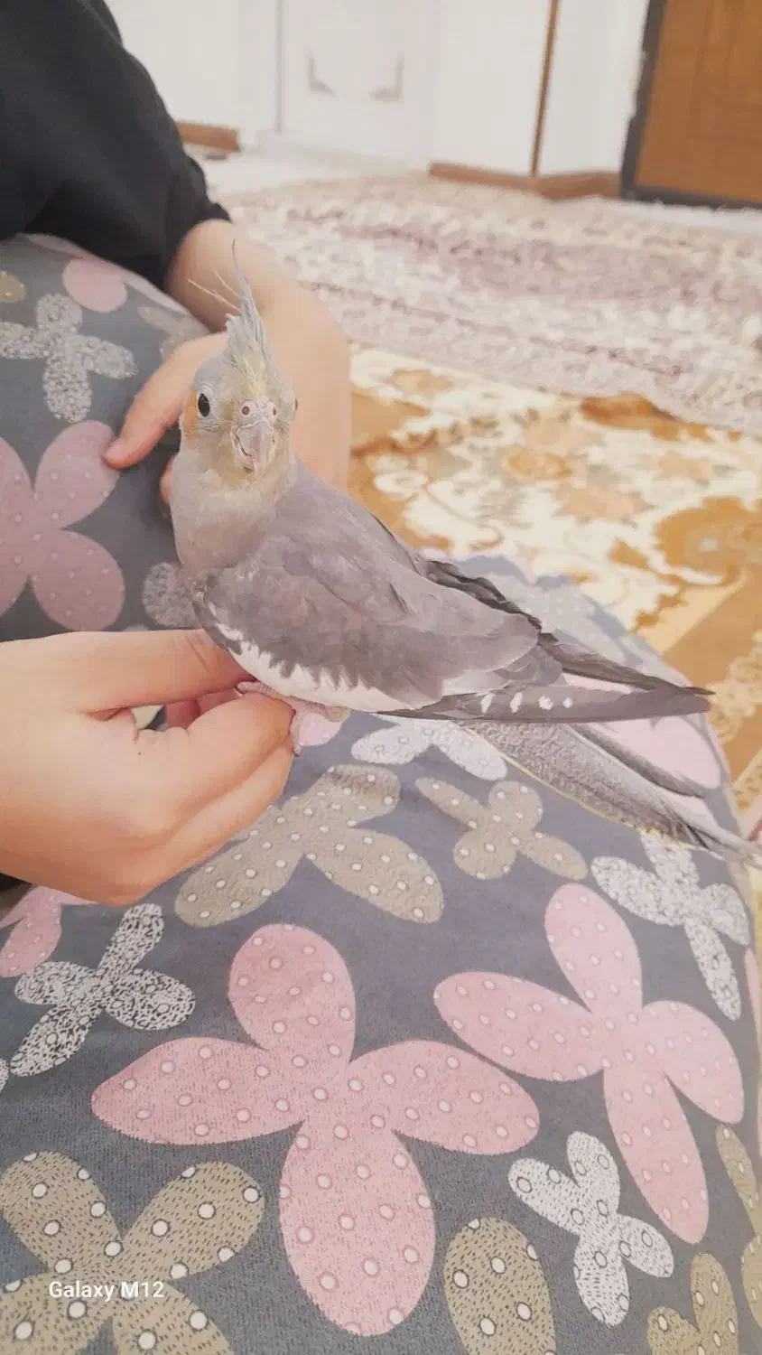 عروس هلندی ماده بالغ|پرنده|پاکدشت, حصار امیر|دیوار