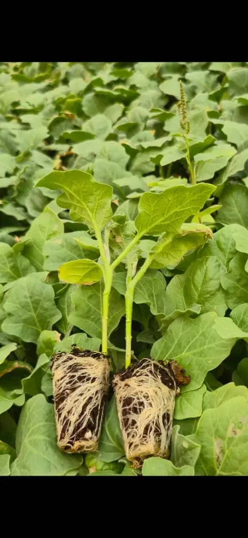 نشا گوجه بادمجان فلفل هندوانه کلم بروکلی گل کلم|خدمات باغبانی و درختکاری|جیرفت, |دیوار