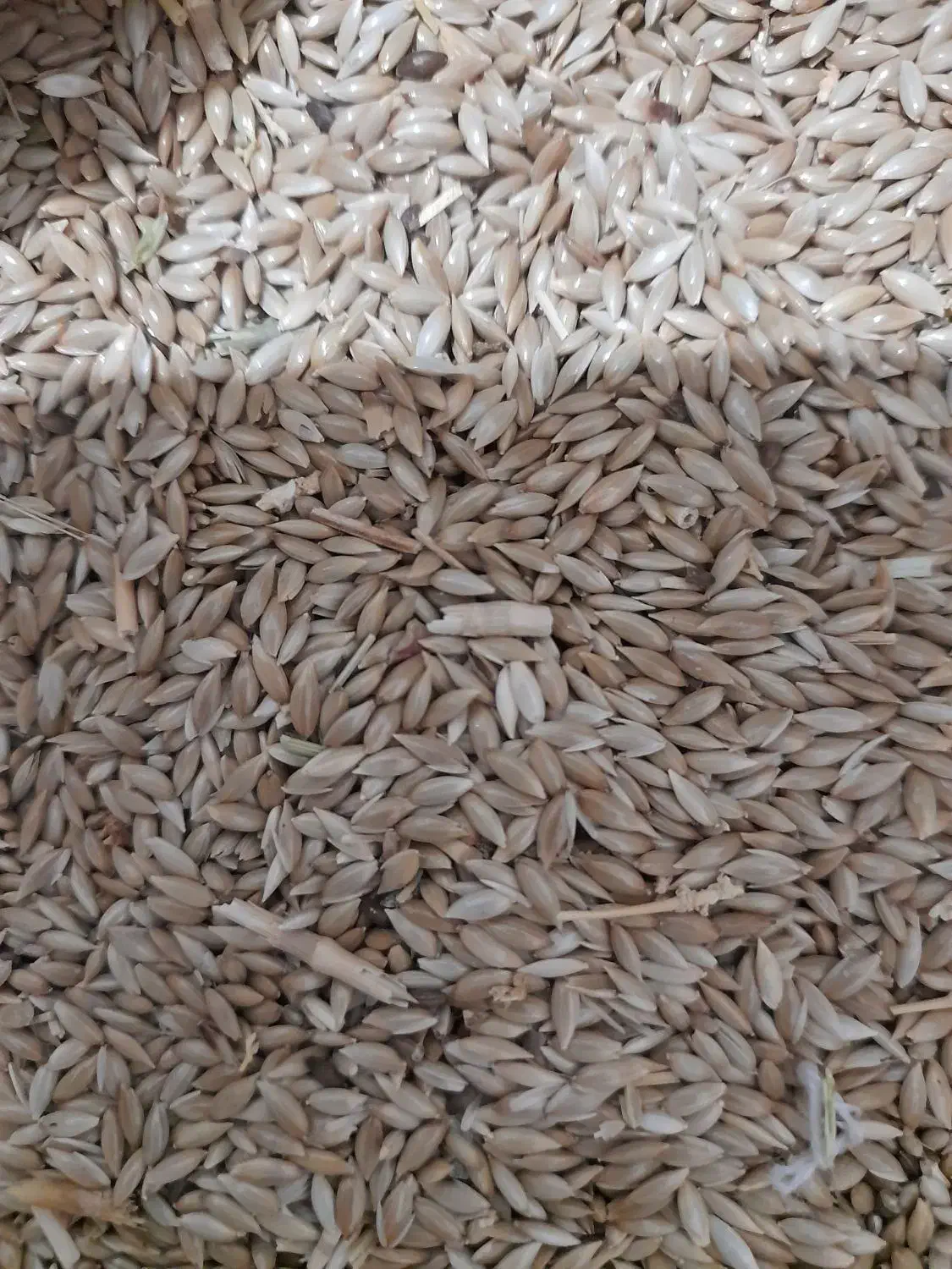 کتان دان قناری کیلوی ۷۰ تومان|لوازم جانبی حیوانات|کرمانشاه, |دیوار