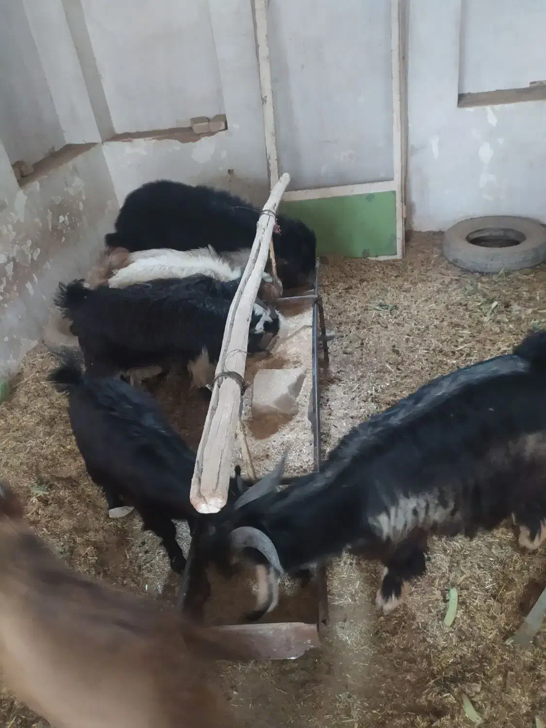 بزغاله بز بره کره دوبور گوسفند|حیوانات مزرعه|فلاورجان, |دیوار