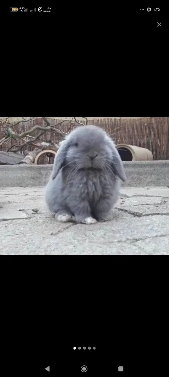 خرگوش لوپ|موش و خرگوش|رشت, رشتیان|دیوار