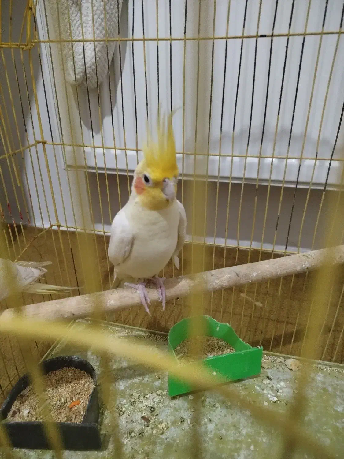 عروس هلندی نر مست|پرنده|مشکین‌دشت, |دیوار