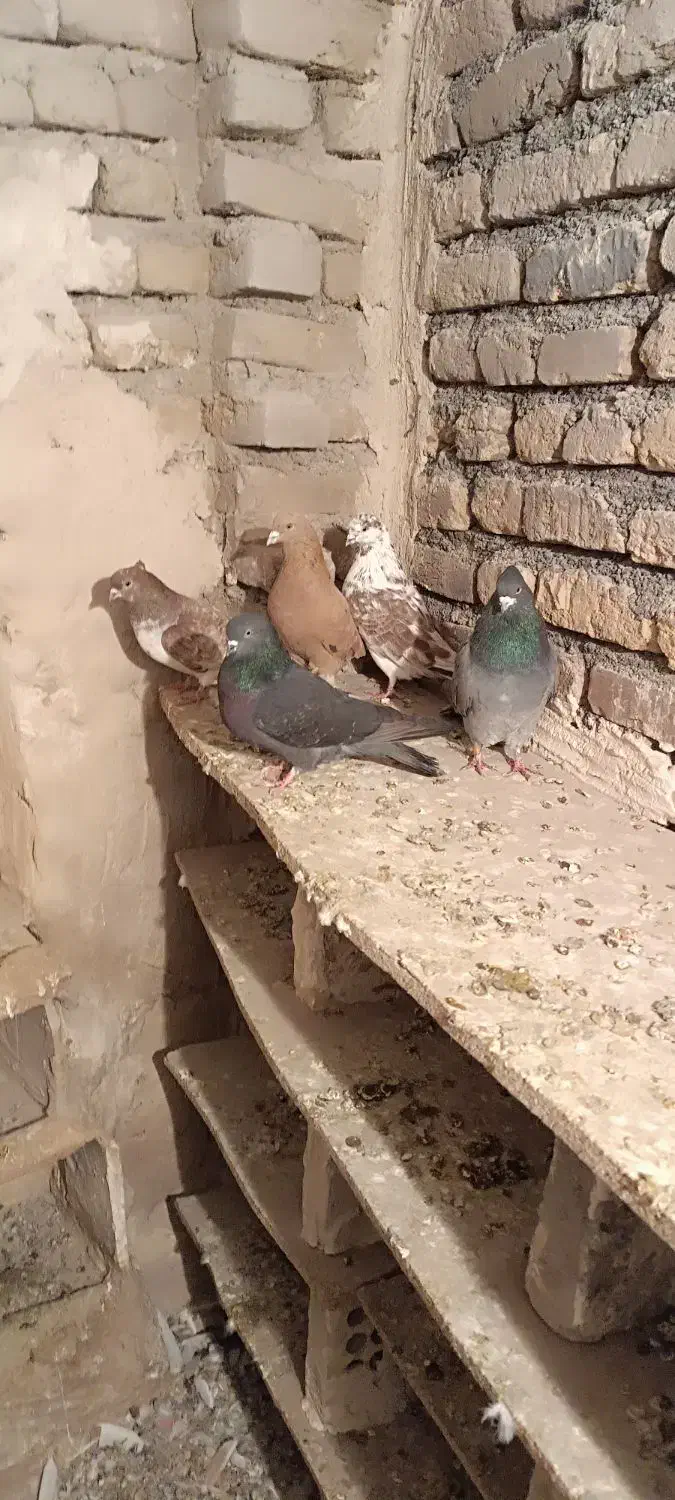 کبوتر پرشی|پرنده|خوی, |دیوار