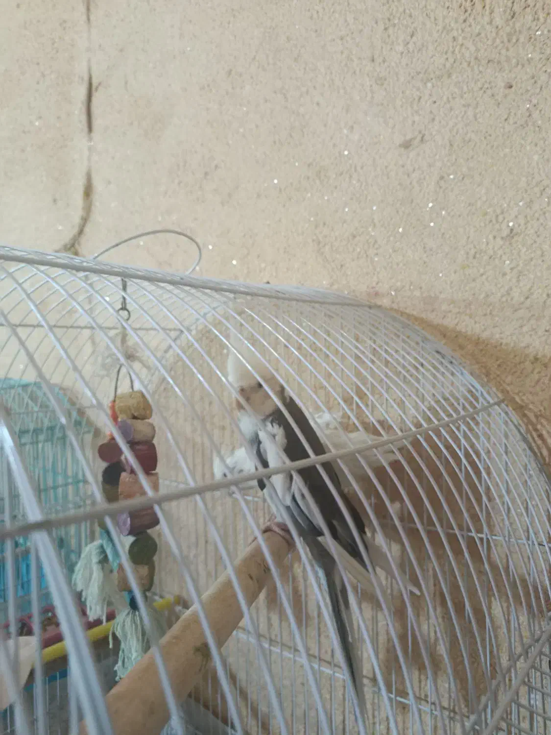 عروص هلندی|پرنده|کرمان, |دیوار