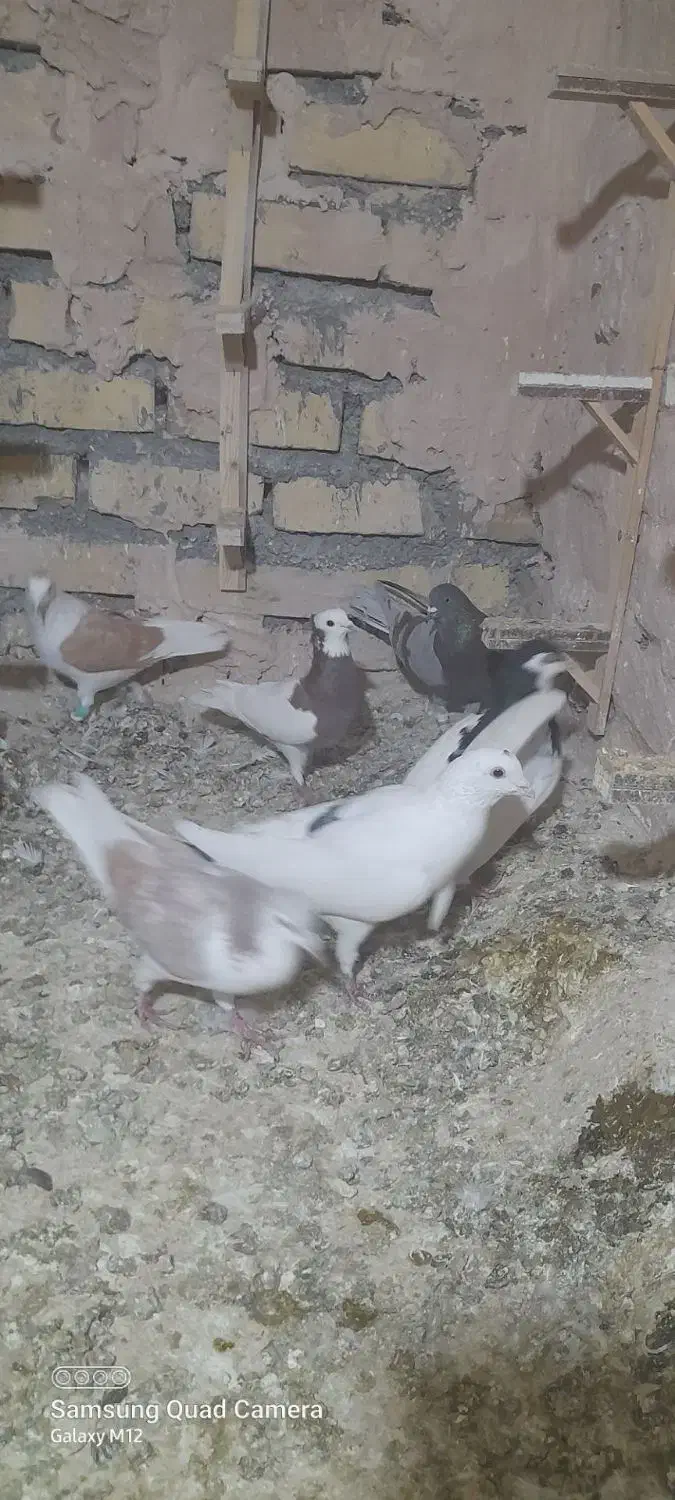 کفتر پرشی|پرنده|زبرخان, |دیوار