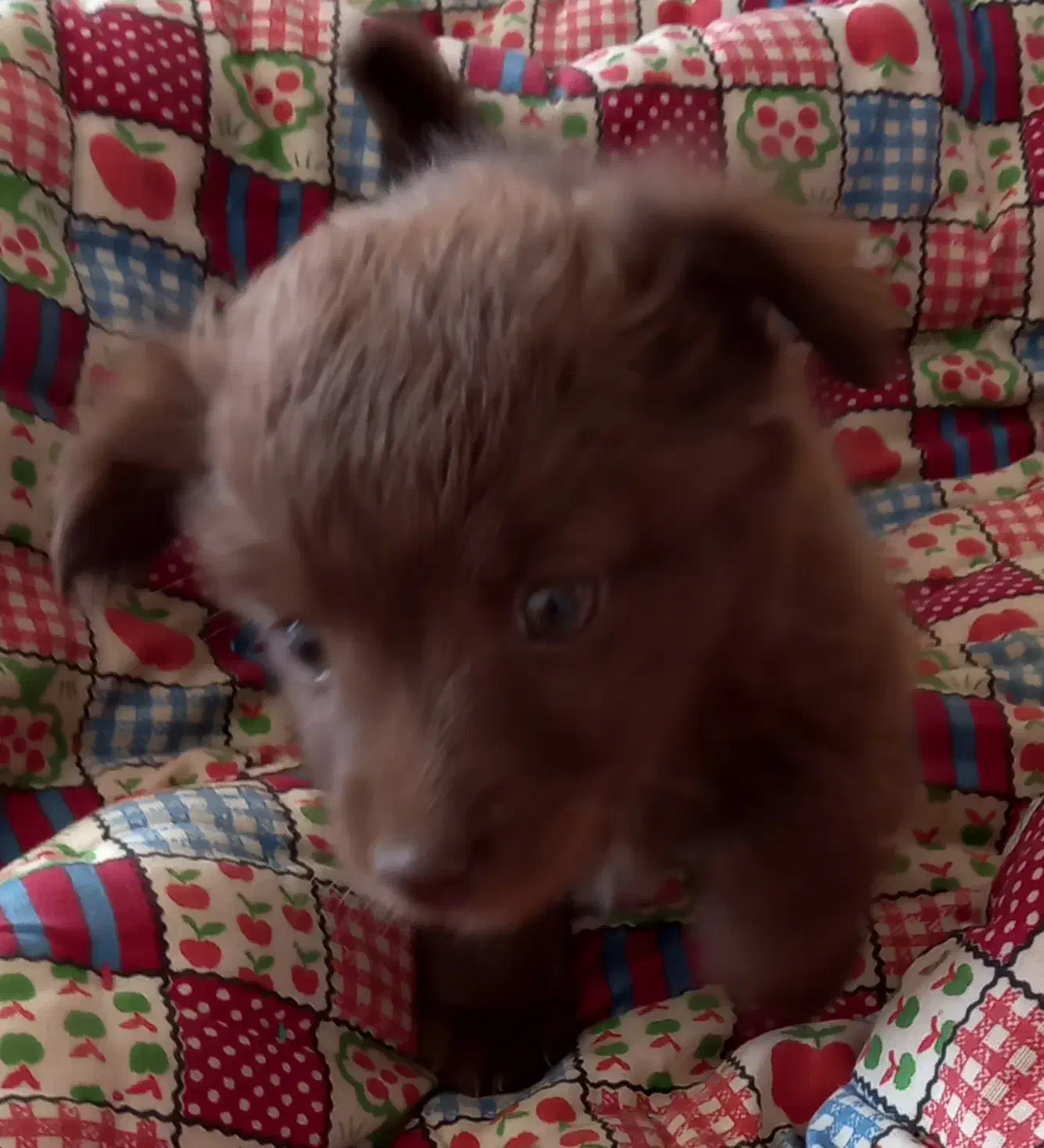 سگ آپارتمانی|سگ|نیشابور, کشتارگاه|دیوار