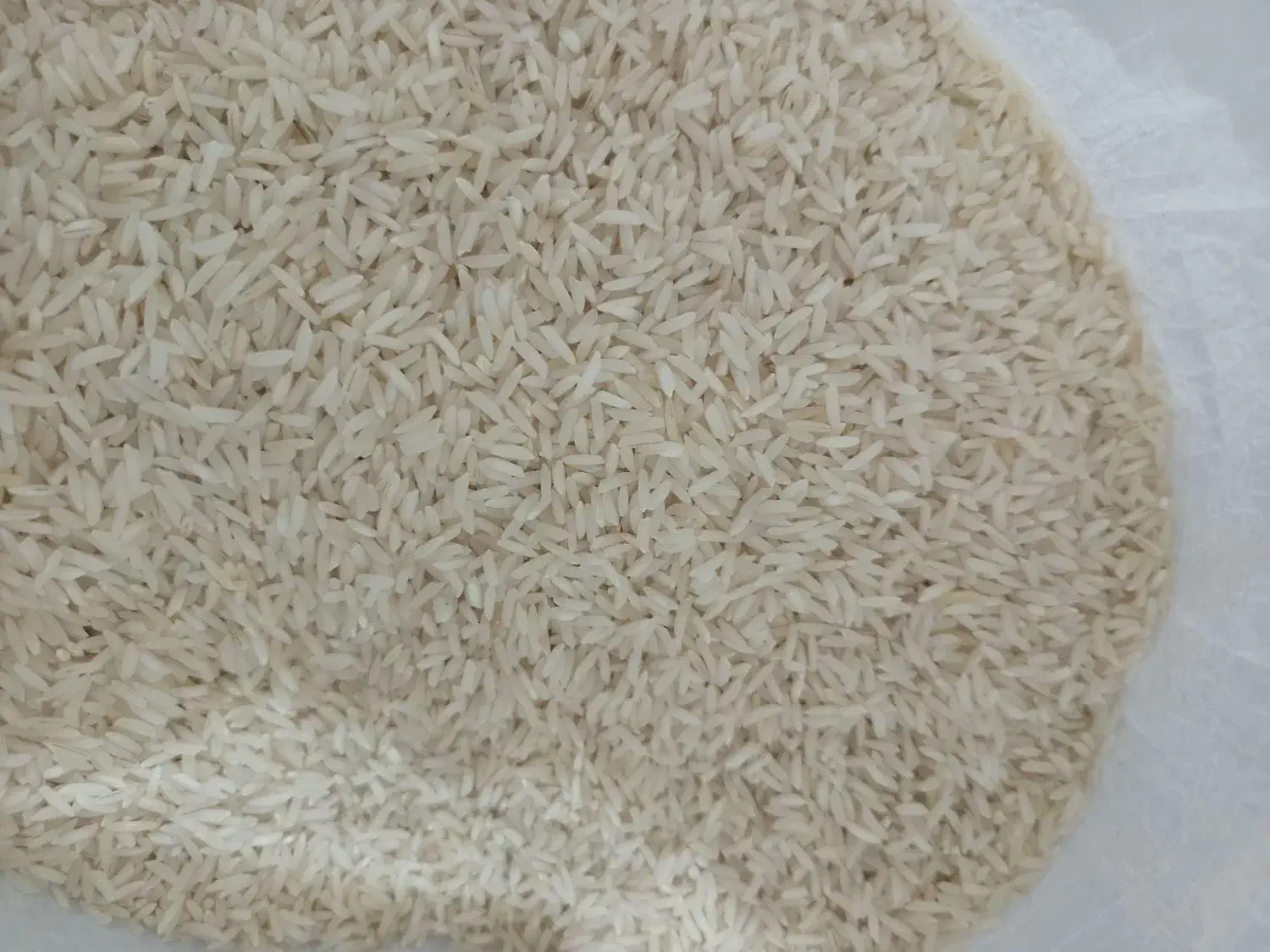 برنج هاشمی|خوردنی و آشامیدنی|رشت, جماران|دیوار