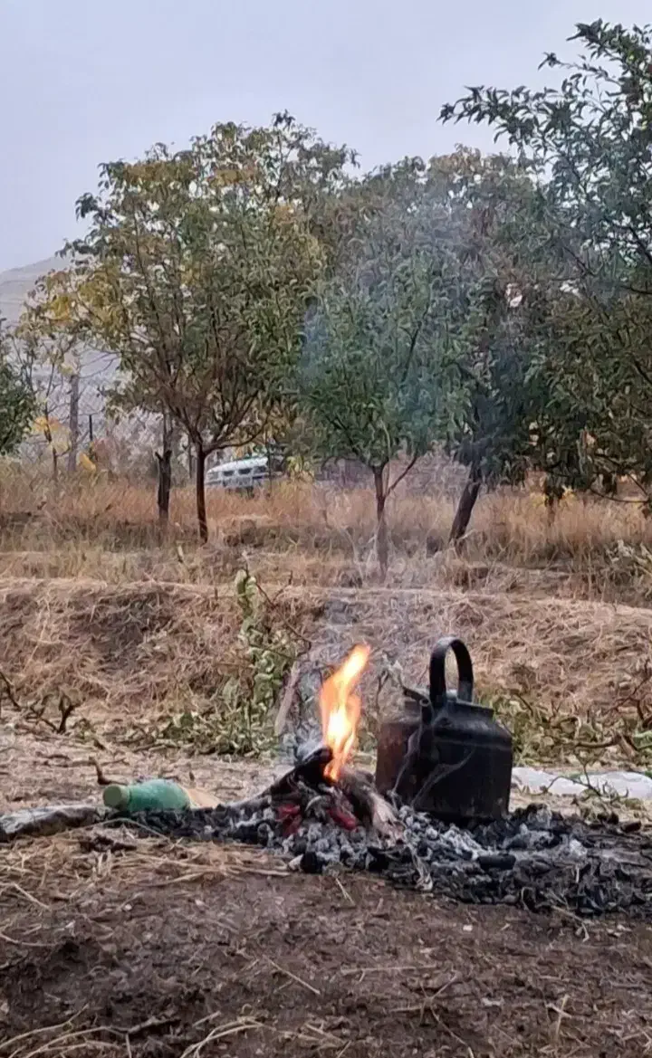 چوب در باغات|عمده‌فروشی|نوشین شهر, |دیوار