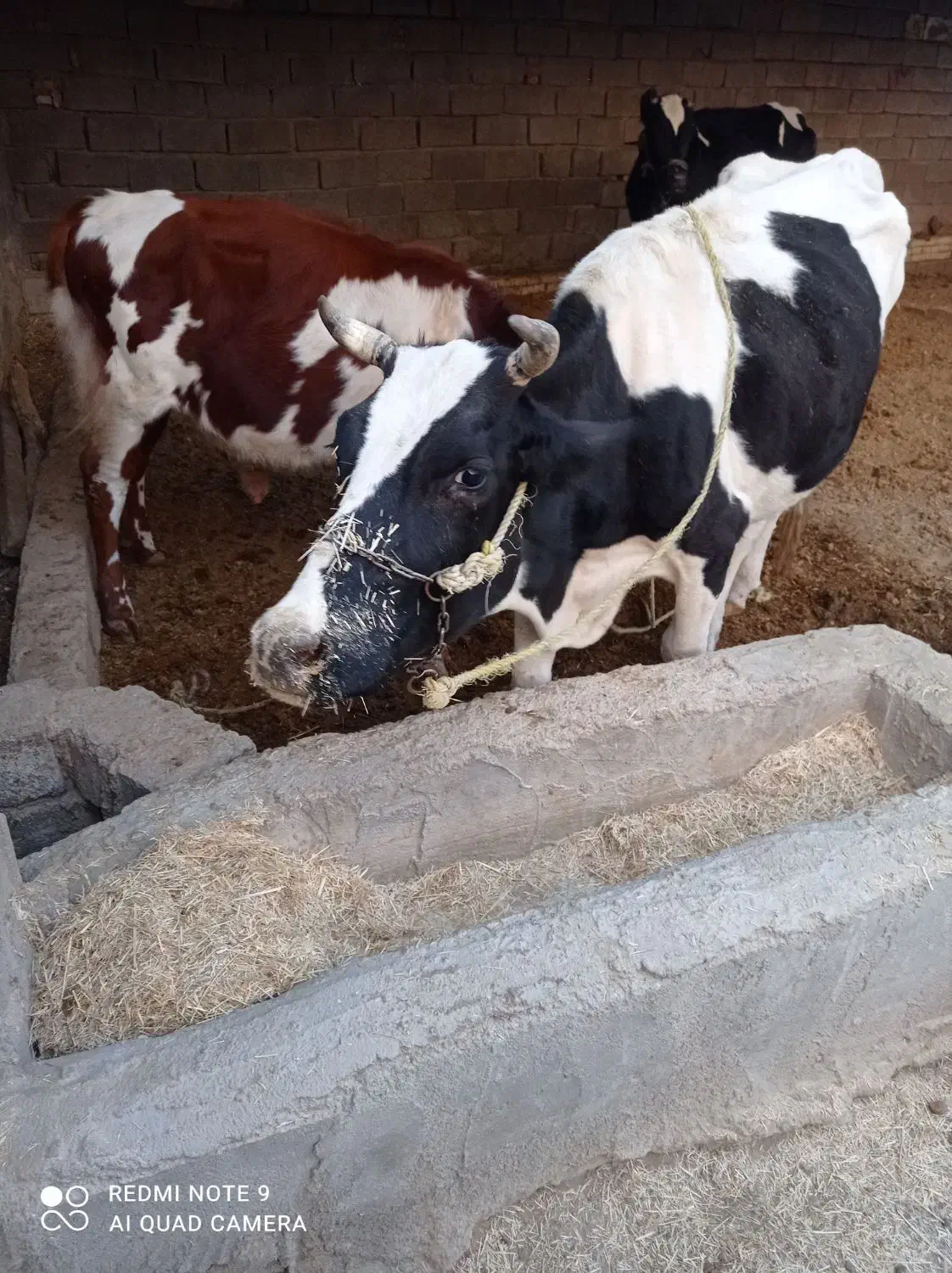 سلام فروش گاو درجه یک|حیوانات مزرعه|بهبهان, |دیوار