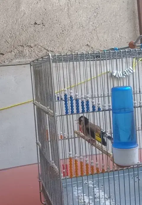 سهره|پرنده|سنندج, |دیوار