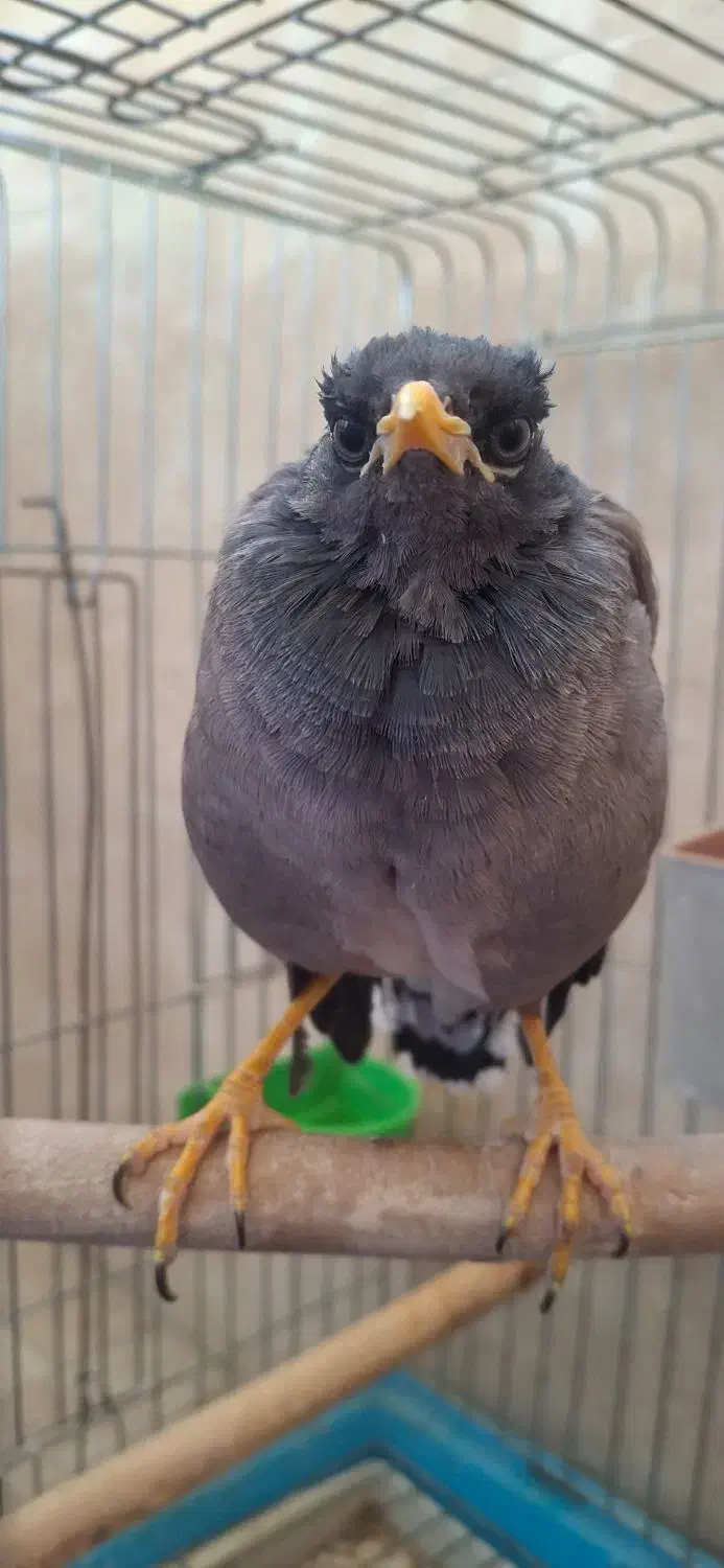 مینا،فنچ|پرنده|کرج, دهقان ویلا|دیوار