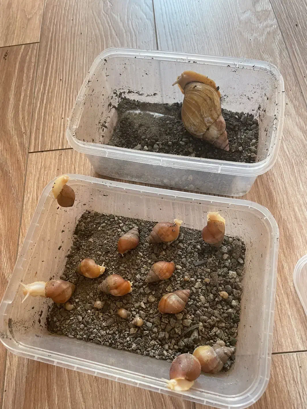 حلزون مولد|خزنده|تهران, تهرانپارس جنوبی|دیوار