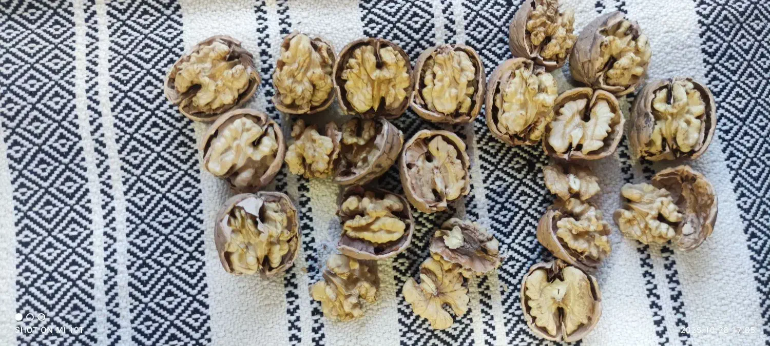 گردو کاغذی وتازه شماره تماس|خوردنی و آشامیدنی|سردشت, |دیوار