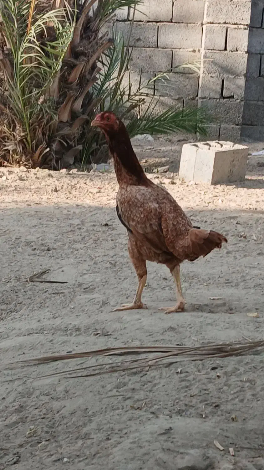 ماده مرغ|حیوانات مزرعه|میناب, |دیوار