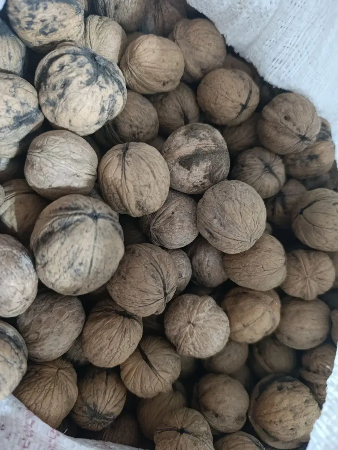گردو|خوردنی و آشامیدنی|شیراز, آزادگان|دیوار