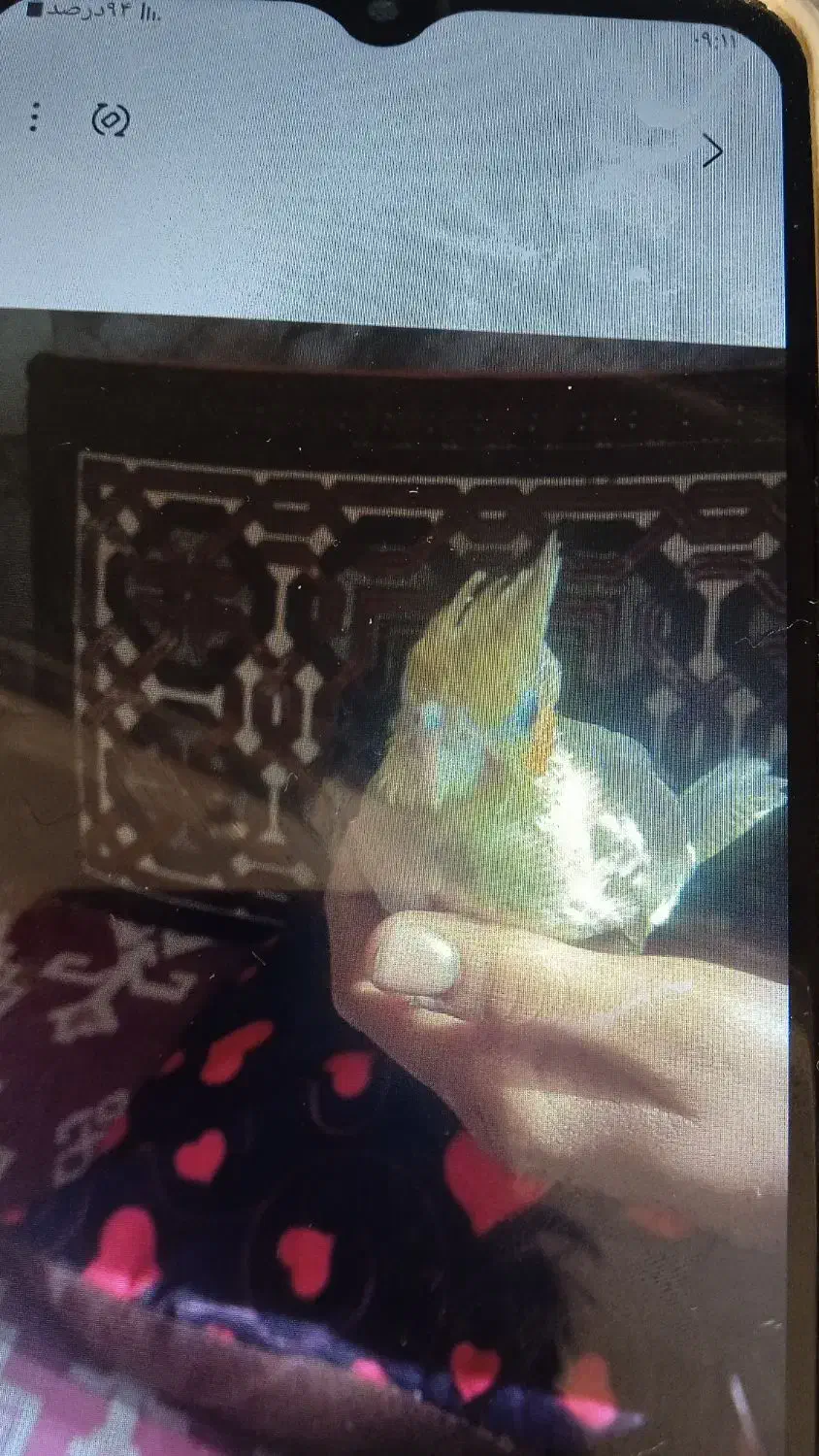 گمشده|حیوانات|بیرجند, |دیوار