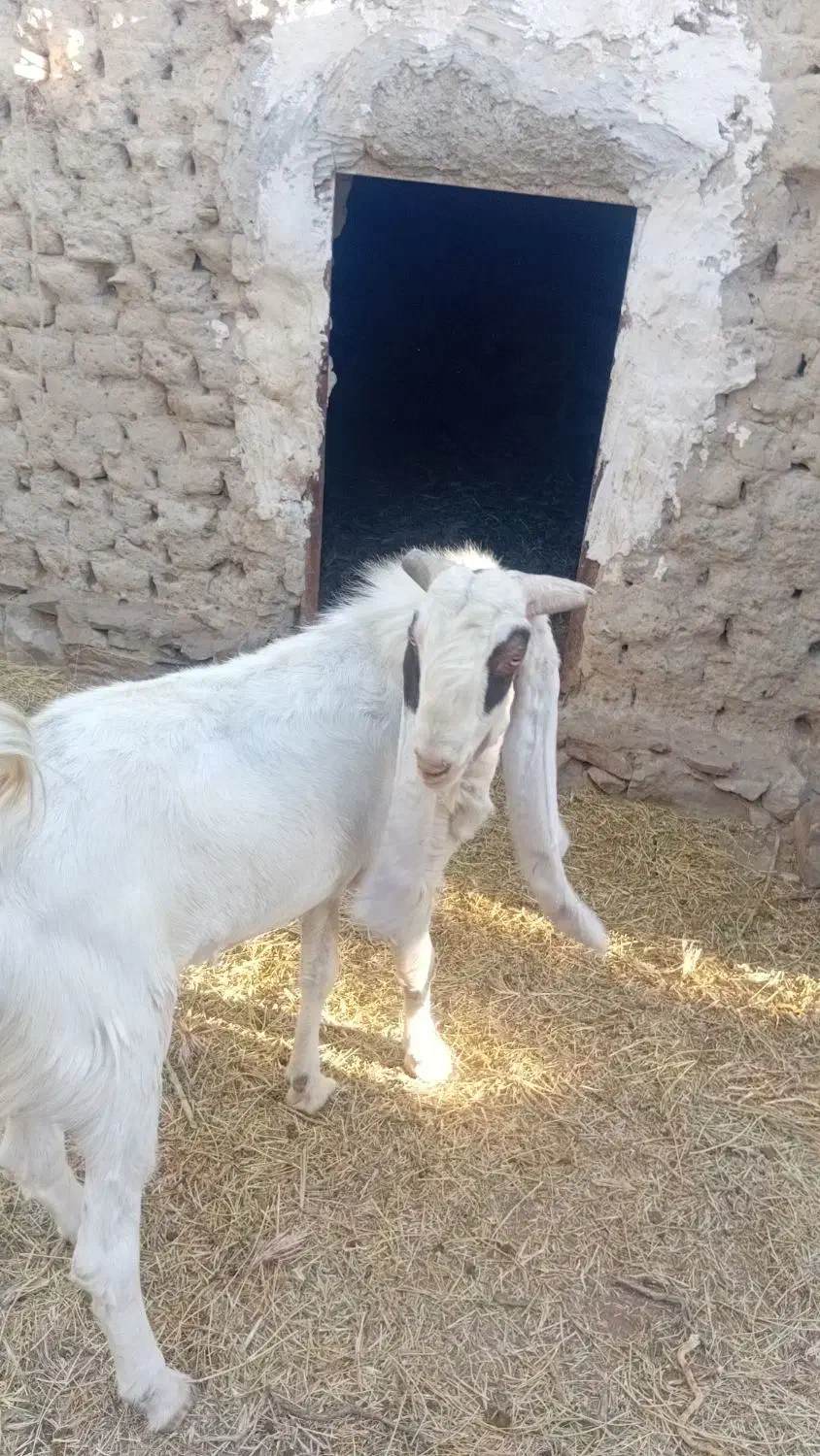 بز  نر|حیوانات مزرعه|هیدوچ, |دیوار