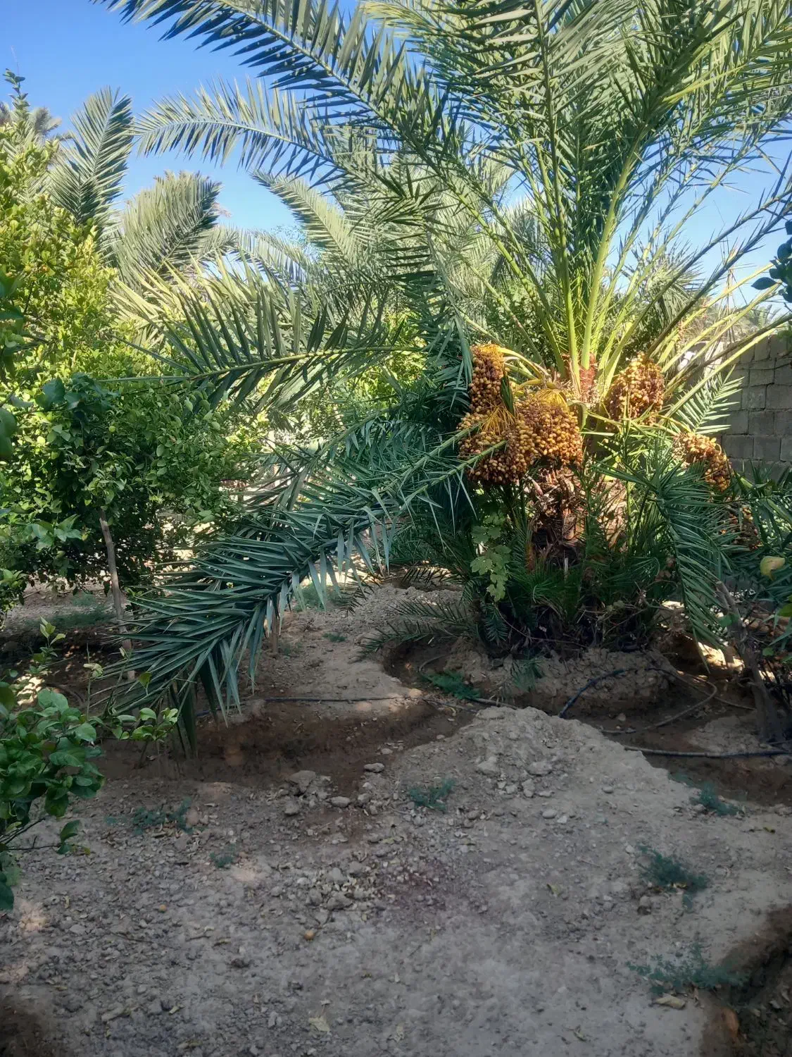 اجاره باغچه باغ زیبا،با درختان بزرگ|اجارهٔ خانه و ویلا|جهرم, |دیوار