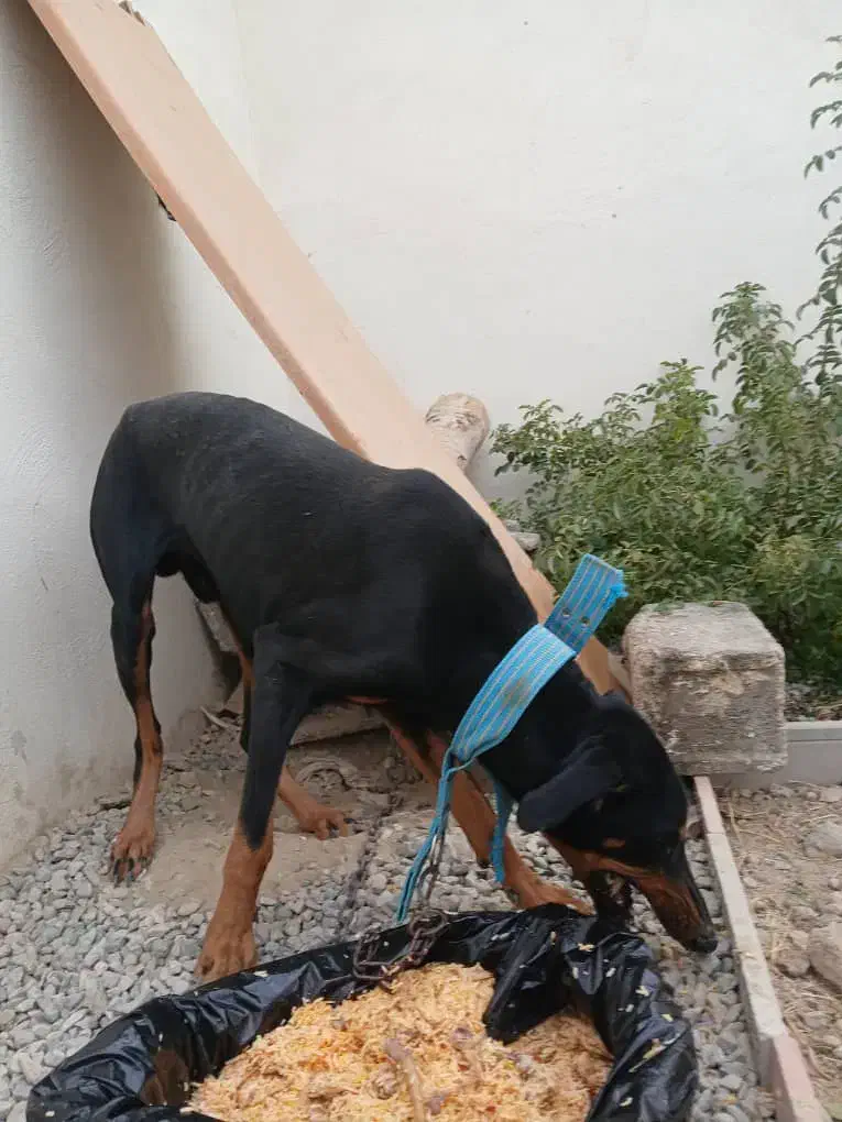 سگ دوبرمن|سگ|کرج, ملکآباد|دیوار