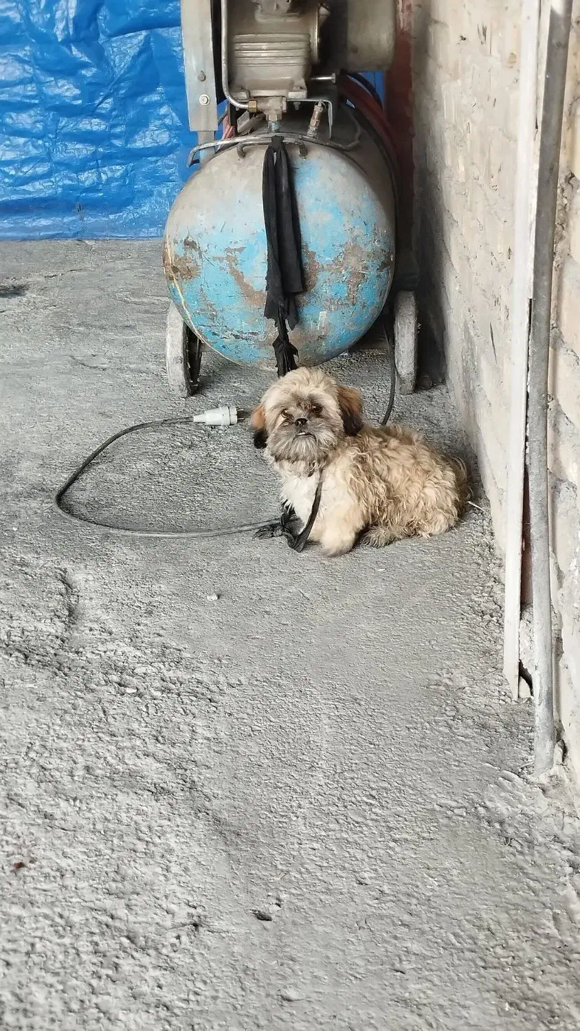 سگ شیتزو|سگ|باغستان, |دیوار