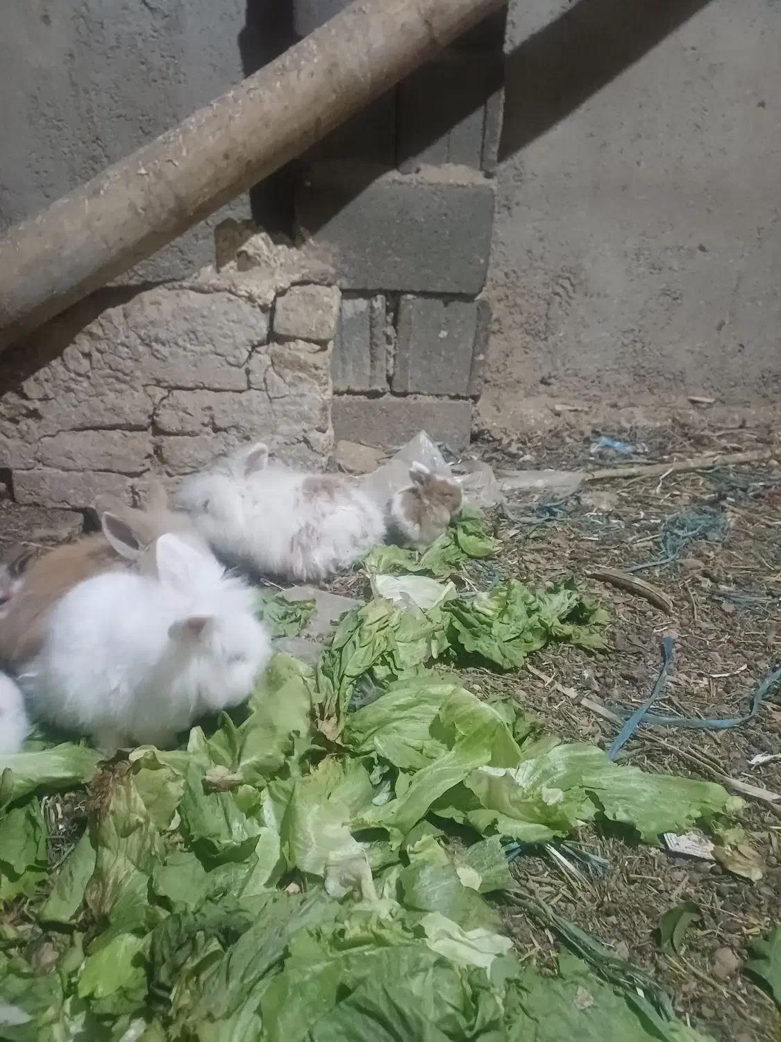 واگذاریه|موش و خرگوش|ساوه, |دیوار