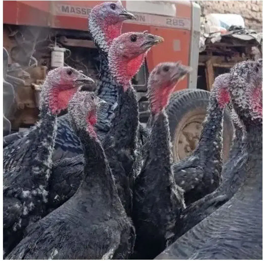 بوقلمون|حیوانات مزرعه|قزوین, |دیوار