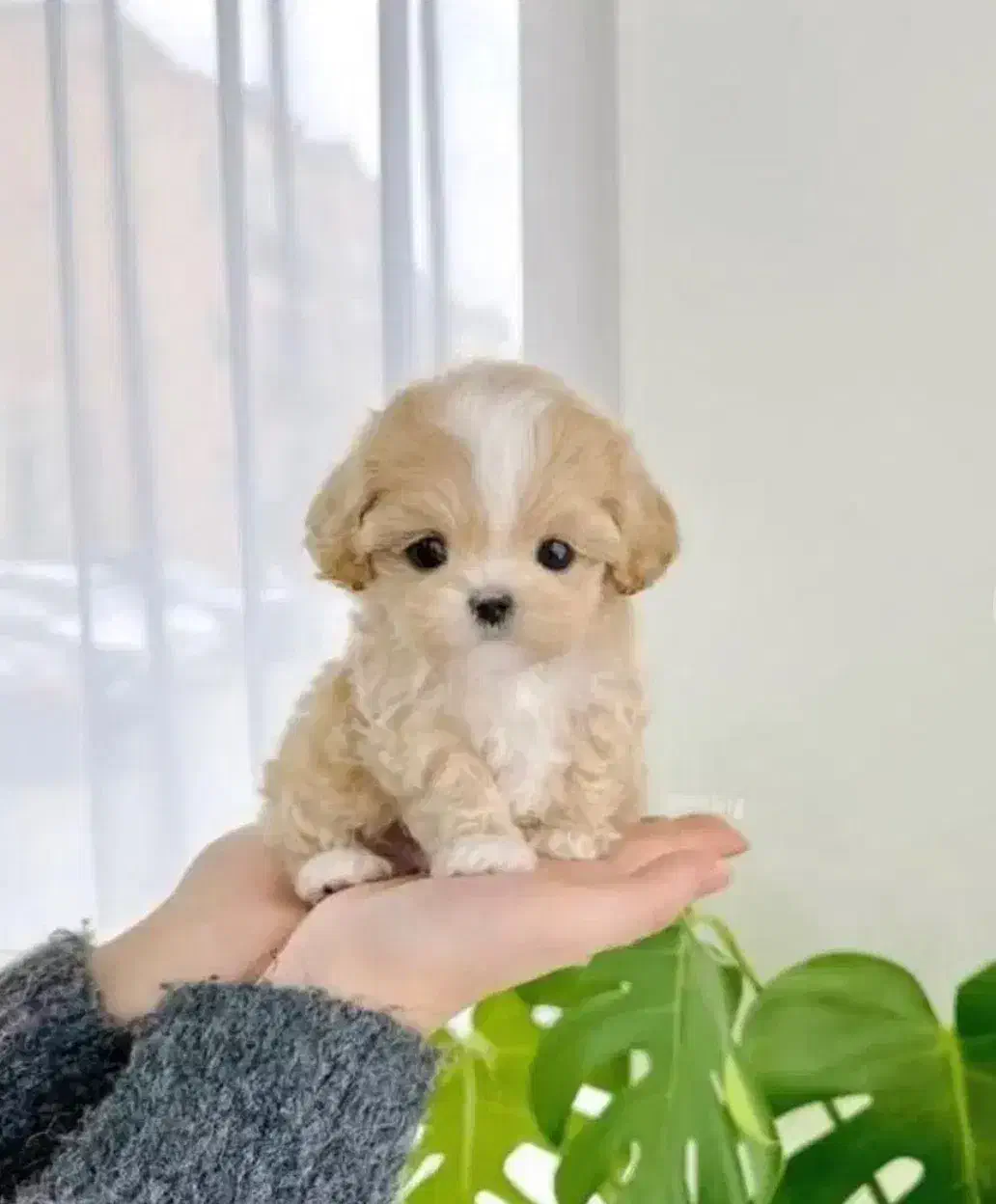 توله شیتزو سوپر فلت|سگ|شیراز, دروازه قران|دیوار