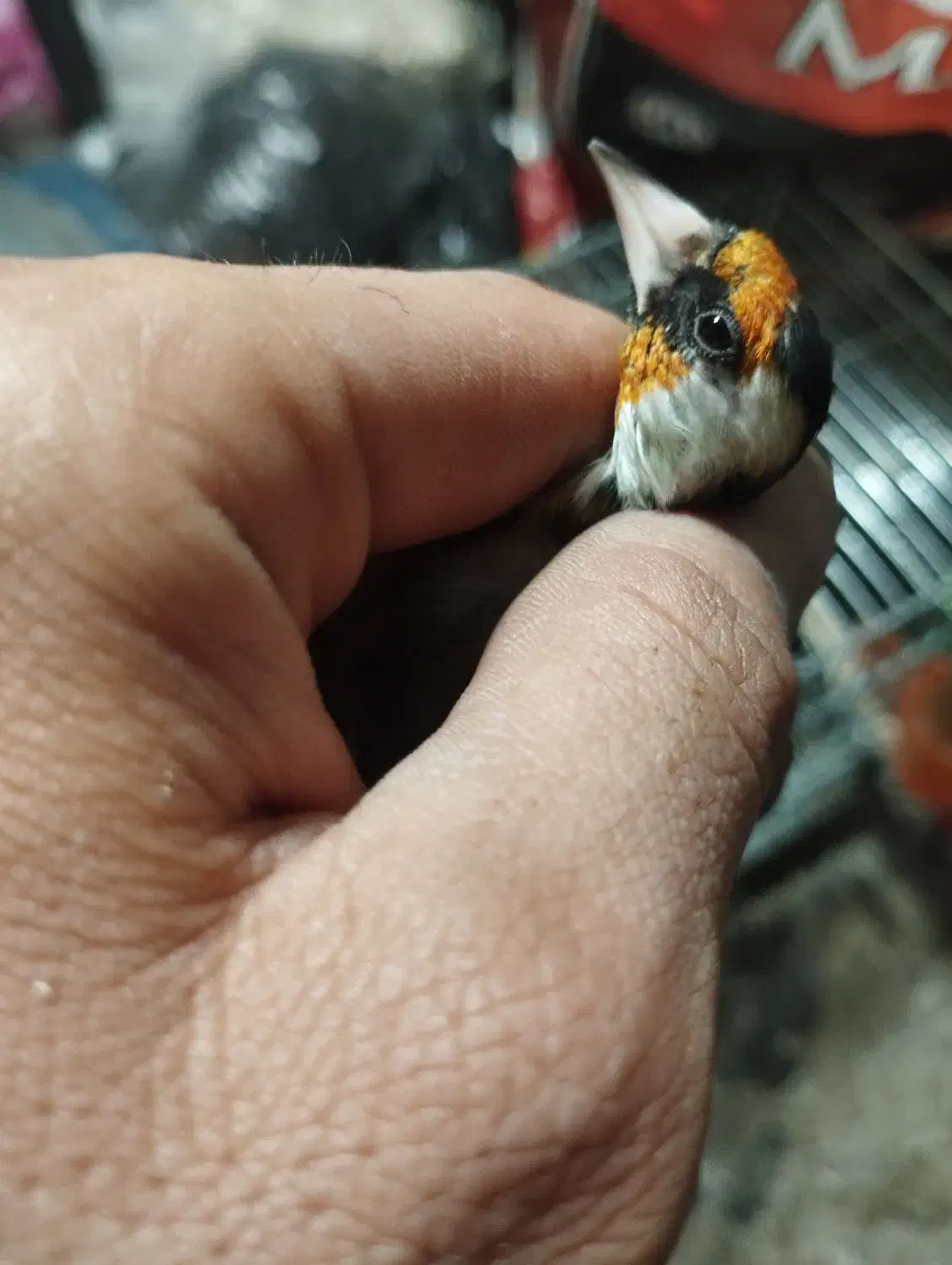 سهره نر دستی|پرنده|تبریز, |دیوار