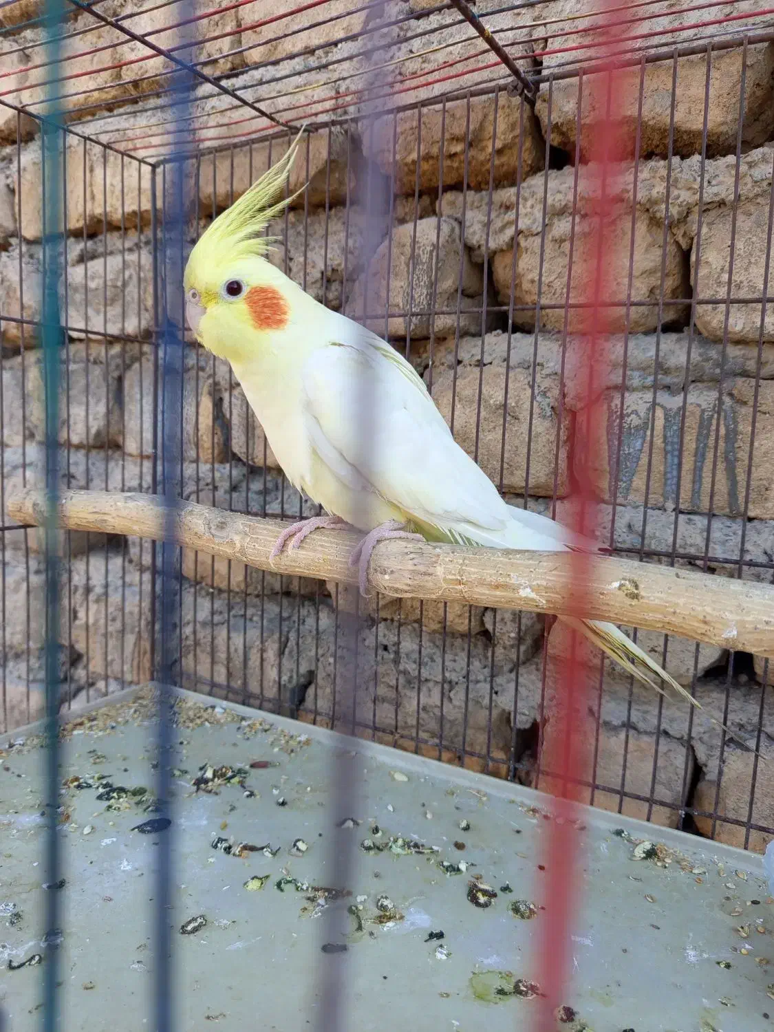 عروس هلندی نر|پرنده|قرچک, مهدیه|دیوار